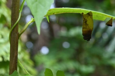 Bir yeşil Jay kelebeğinin ölü ve çürümüş bir kozası yaprakların arasından sarkan bir yaprağın altında asılı.