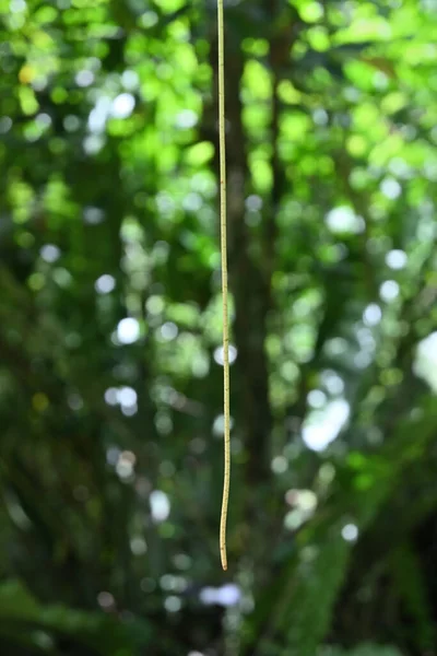 A thin air root of a Tinospora Cordifolia vine ( Heart Leaved Moonseed) is hanging in the air.This is a thread like soft root which is developing towards the ground to absorb nutrition and water