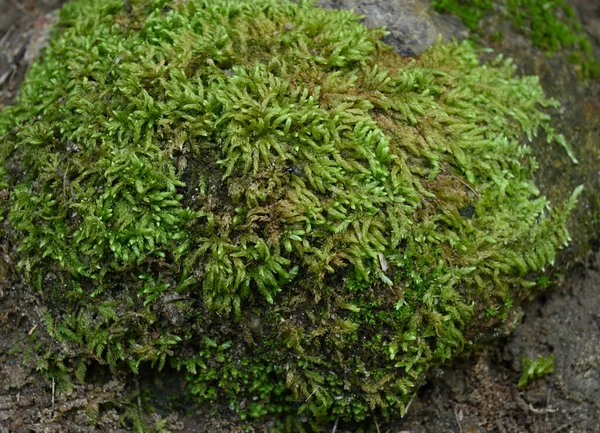 在岩石表面生长着高角美丽的苔藓 苔藓上长着一只小小的苍蝇 — 图库照片
