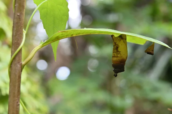 一只死了的被宠坏了的绿色杰伊蝴蝶的菊花挂在一片树叶下 菊花下有只小苍蝇 — 图库照片