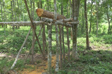Ağaç gövdelerinin birleştirilmesinden yapılmış iskeledeki bir ağaç gövdesinin ön görüntüsü. Bu iskele, Sri Lanka 'da geleneksel yöntemle keresteleri kesmek için yapılmıştır.