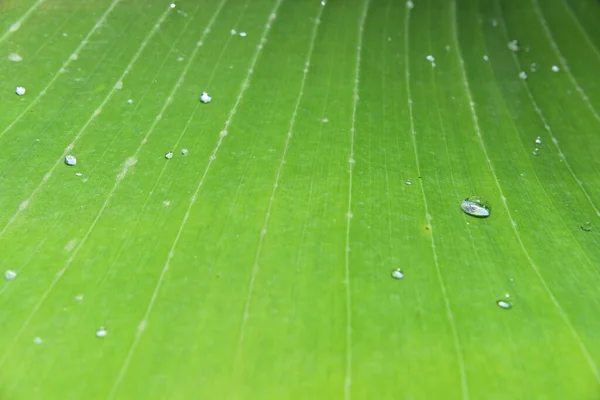 View Banana Leaf Small Droplets Water Surface — Stock Photo, Image