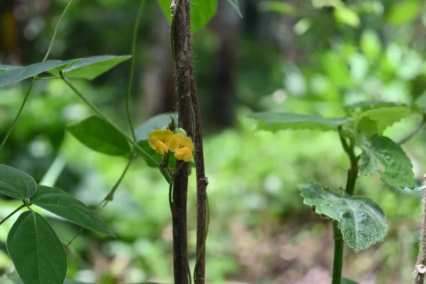 Schöne Aussicht Auf Die Kleinen Gelben Blüten Einer Wilden Sorte — Stockfoto