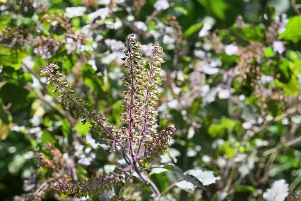 Суцвіття Святого Василія Ocimum Tenuiflorum Цвіли Пурпуровому Зеленому Листі Рослини — стокове фото