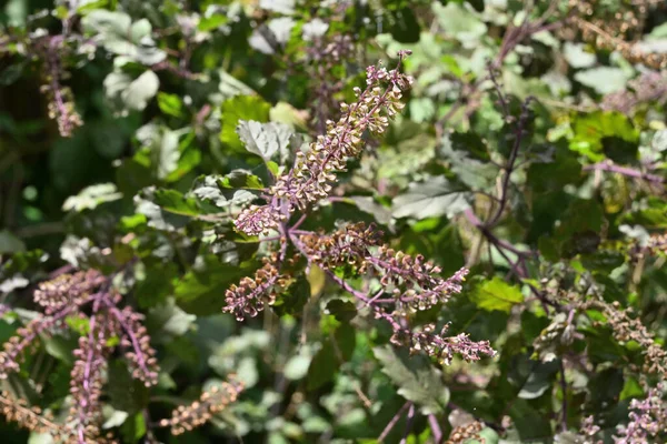 stock image High angle view of a Holy Basil (Ocimum Tenuiflorum) inflorescence blooms in the home garden