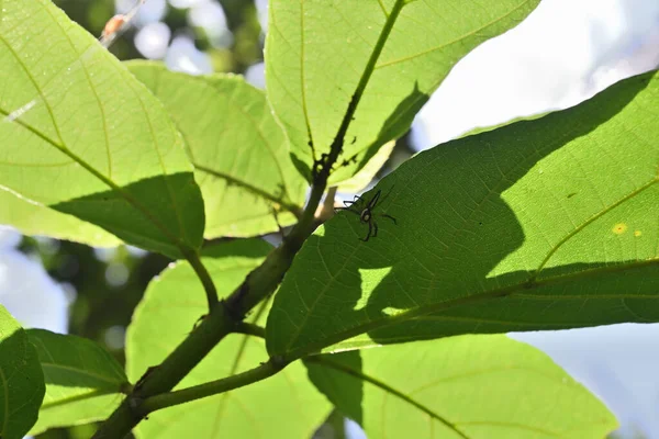 Pod Pohledem Dvoupruhového Pavouka Telamonia Dimidiata Sedícího Pod Listem Ficus — Stock fotografie