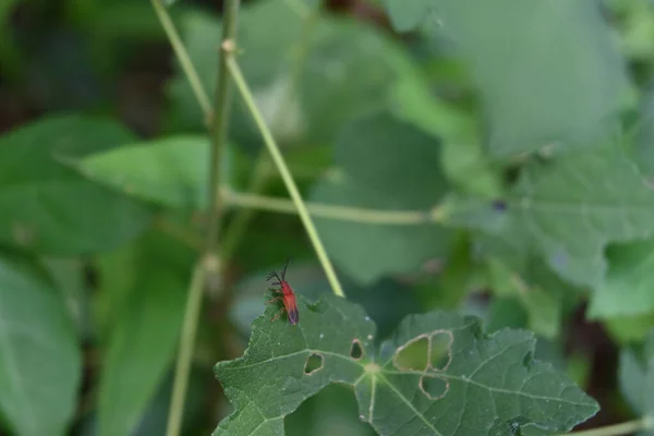 Kırmızı Bir Böceğin Yüksek Açılı Görüntüsü Kırmızı Zambak Böceği Olarak — Stok fotoğraf