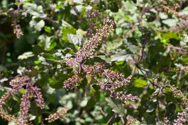 High Angle View Holy Basil Ocimum Tenuiflorum Inflorescence Blooms Home Stock Photo
