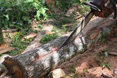 Vahşi bir bölgede taşınabilir bir benzin testeresi tarafından kesilen sert bir ağaç gövdesinin görüntüsü.