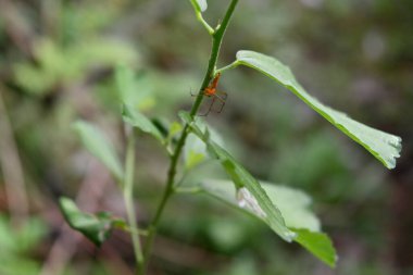 Turuncu renkli Vaşak Örümceği 'nin (Oxyopidae) Sida Alnifolia bitkisinin sapında aşağıya doğru yürüyüşünün yumuşak odak görüntüsü