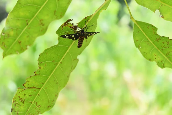 View of a Sandalwood Defoliator moth (Amata Passalis) sitting underside of a leaf