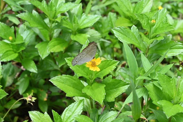 Vue Ventrale Grand Angle Papillon Gris Panse Junonia Atlites Recueillant — Photo