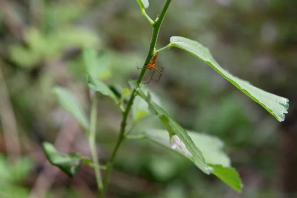 オレンジ色リンクスパイダー オキシオプシス の柔らかい焦点ビューは アリニフォリア植物の茎の上を下に歩いています — ストック写真