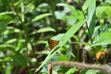 Ampittia Dioscorides (Ampittia Dioscorides), yere yakın vahşi bir alanda bir yaprağın tepesinde oturuyor.