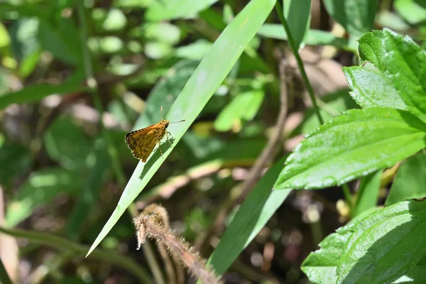 Угловой Вид Обыкновенную Бабочку Хоппер Ampittia Dioscorides Сидящую Травяном Листке — стоковое фото