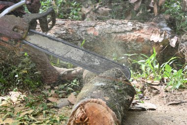 Side view of a Jack tree trunk is being cut by a portable gasoline chainsaw and creates the sawdust on the air clipart