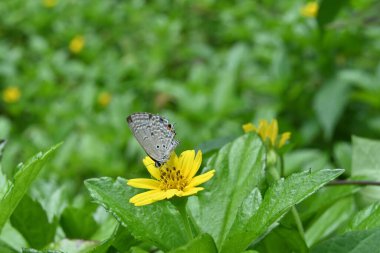 Bir Plains Cupid kelebeği veya Cycad Blue, bir Singapur Daisy çiçeğinden (Sphagneticola Trilobata) nektar içmektedir.)
