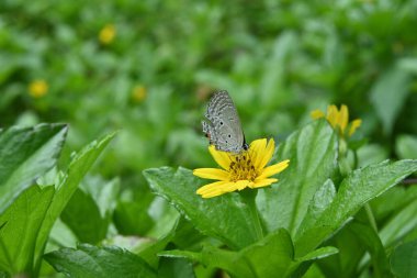 Bir Singapur Papatya çiçeğinden nektar toplamaya çalışan Plains Cupid kelebeğinin (Luthrodes Pandava) alt kanat görüntüsü