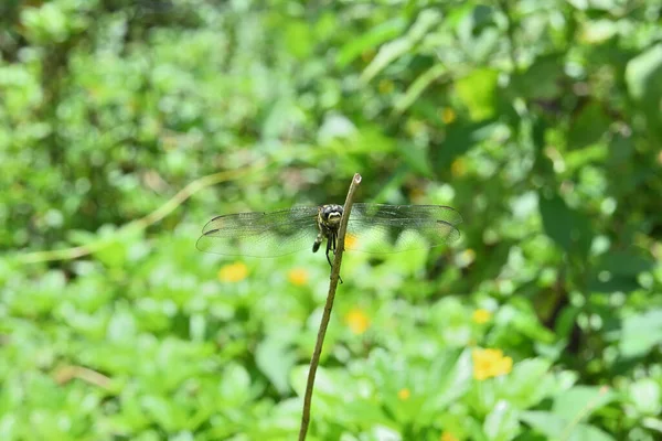 Front View Green Marsh Hawk Dragonfly Perched Elevated Stem Lawn — Stock Photo, Image