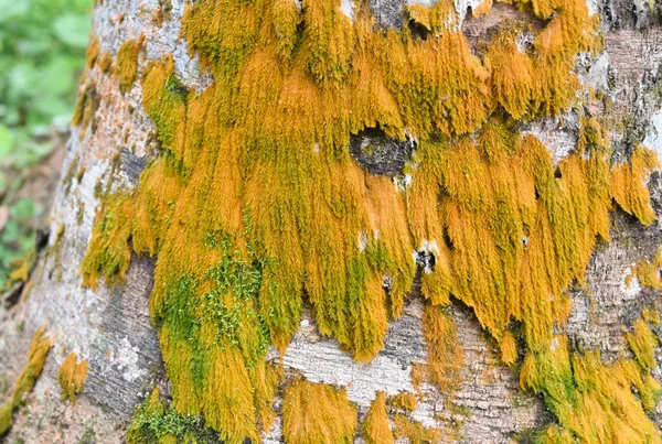 Hermosa Vista Color Naranja Amarillento Moss Creciendo Superficie Tronco Goma — Foto de Stock