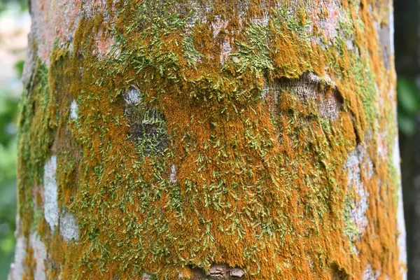 Widok Gumowego Bagażnika Mossem Który Jest Zarówno Zielony Żółtawy Pomarańczowy — Zdjęcie stockowe