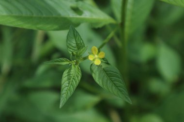 Dört yapraklı sarı bir yaprağın yukarıdan görünüşü Willow Primrose çiçeği (Ludwigia Decurrens) bir dal üzerinde çiçek açtı