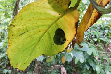 Kabuk yüzeyinde yosun bulunan dev bir kara salyangozu (Acavus Phoenix), eski ve sararan Seylan sarmaşık yaprağının (Epipremnum Aureum) alt kısmında bir çubuktur.)