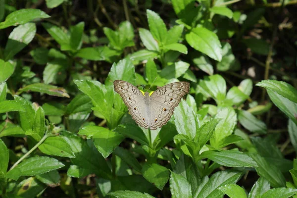 Yüksek açılı Gri Pansy Kelebeği (Junonia Atlites), kanatlarını açan papatya çiçeğinin üst açısı