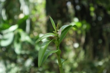 Bahçede çiçek açmaya hazır Dendrobium orkide dalının açılı görüntüsü