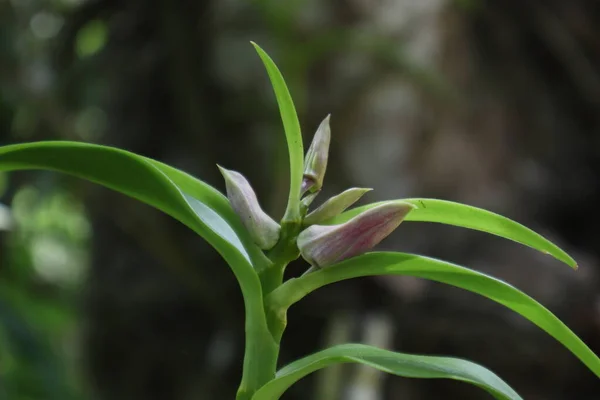 보라색 봉오리와 Dendrobium Lucian 식물의 — 스톡 사진
