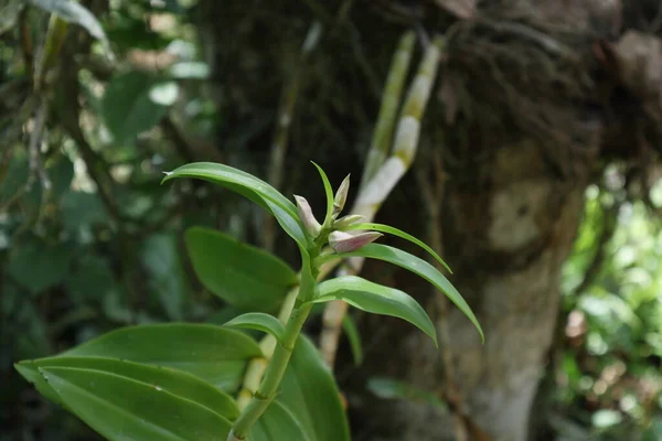 View Flowering Dendrobium Orchid Twig Tip Ready Bloom Buds Garden — Stock Photo, Image