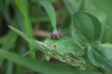 Yaban bir alanda yaprağın üzerinde oturan kabak güvesinin (Trichoplusia Ni) yüksek açılı ön görüntüsü