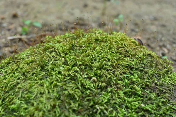 Vista Dos Musgos Verdes Crescendo Topo Superfície Uma Rocha Com — Fotografia de Stock