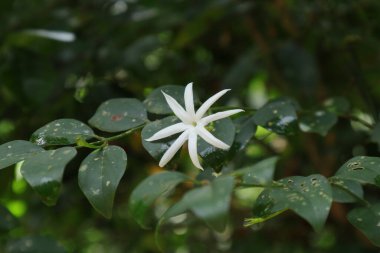 Yasemin asmasının (Jasminum Angustifolium) beyaz kokulu çiçeğinin manzarası)