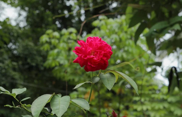 Kwiat Róży Różowym Czerwonym Kolorem Kwitnie Ogrodzie — Zdjęcie stockowe