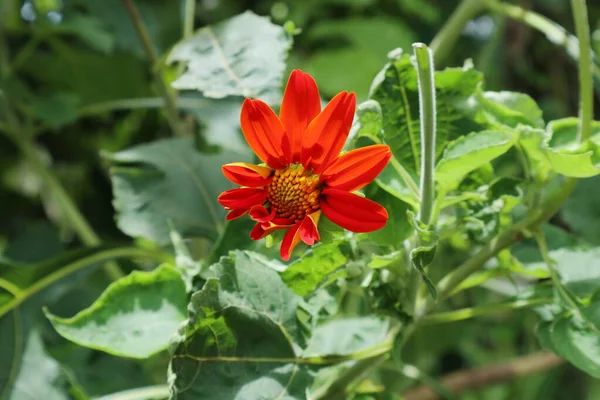 Close View Fiery Orange Color Flower Known Mexican Sunflower Blooming — стоковое фото