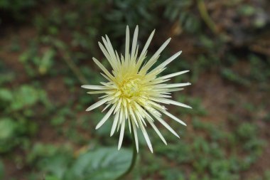 Ev bahçesinde ince yapraklı krem rengi Gerbera çiçeği (Gerbera Jamesonii) görülüyor