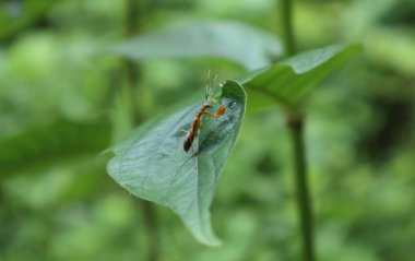 Küçük kahverengi renkli, mavi gözlü peygamber devesi böceğinin yumuşak odak noktası bir yaprağın yüzeyinde oturuyor.