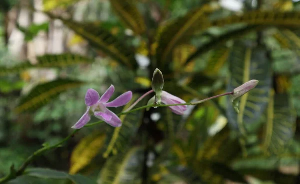 Déšť Prosáklý Dendrobium Lucian Růžová Orchidej Květinový Pupen Rozmazaným Pozadím — Stock fotografie