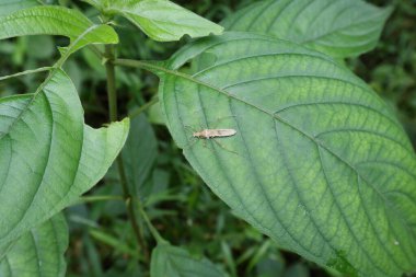 Geniş başlı bir böceğin yüksek açılı görüntüsü vahşi bir Mussaenda bitkisinin yaprağının yüzeyinde oturur.
