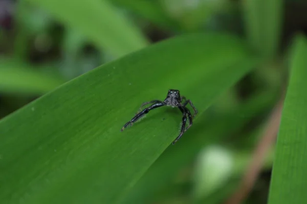 Siyah Zıplayan Örümceğin Yüksek Açılı Görüntüsü Ince Uzun Bir Yaprak — Stok fotoğraf