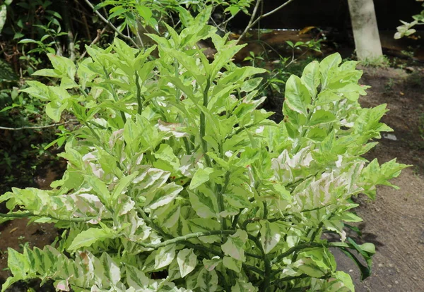 装飾的な植物として栽培されたさまざまな葉を持つ悪魔のバックボーン植物のビューは 直接日光にあります — ストック写真