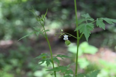 Küçük beyaz bir çiçek ve gelişmekte olan küçük bir balon sarmaşığı (Kardiospermum Halicacabum)