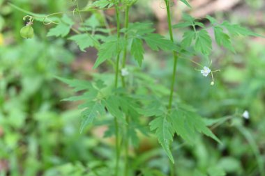Çiçek tomurcukları ile küçük bir balon sarmaşığı çiçeğinin sığ alan görüşü (Kardiospermum Halicacabum)