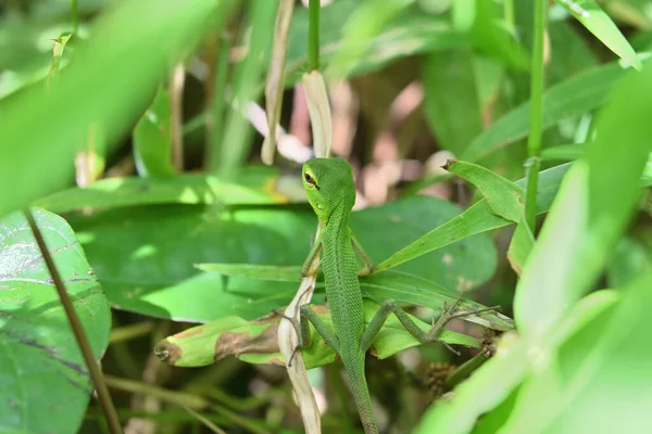 小さくて未熟な共通の緑の森のトカゲを背景に頭を回して スリランカの森林地帯の地上レベル近くの草の上に座っている間 振り返ります — ストック写真