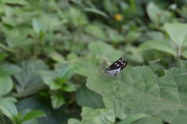 Bir Çimen İblisi Kelebeği (Ancistroides Folus) büyük bir yaprağın yüzeyinden uçmaya hazırdır.