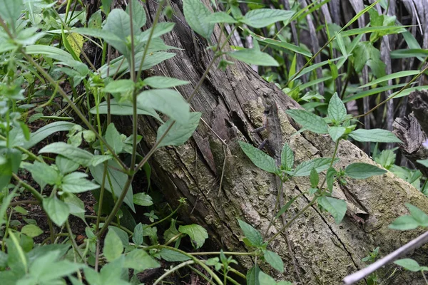 Doğulu Bir Bahçe Kertenkelesi Calotes Versicolor Düşmüş Bir Gövdenin Üzerinde — Stok fotoğraf