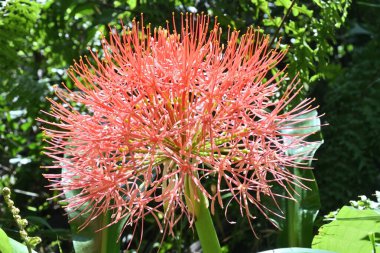 Bahçede, Fireball zambağı (Scadoxus Multiflorus) olarak bilinen, dünya şeklindeki kırmızı çiçeğin yan görünüşü çiçek açar.