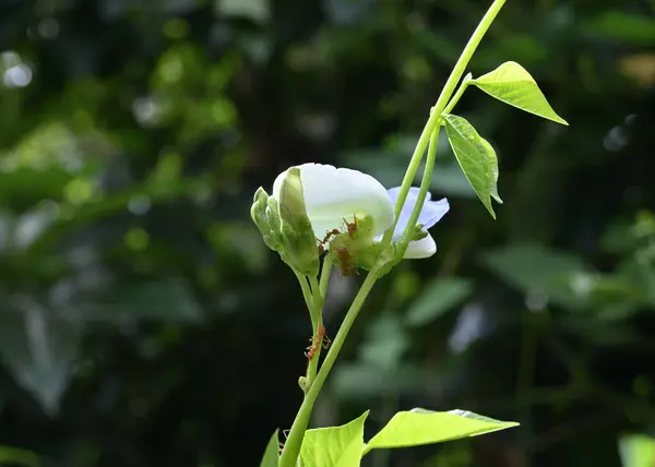 Πλευρική Άποψη Φτερωτής Αμπέλου Φασολιού Psophocarpus Tetragonolobus Φτερωτά Άνθη Και — Φωτογραφία Αρχείου
