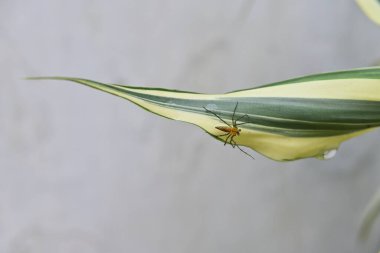 Ev bahçesinde bulunan kıvırcık bir bambu yaprağının (Dracaena Sanderiana) yüzeyinde turuncu renkli dikenli bir Lynx örümceği (Oxyopidae) bulunur.